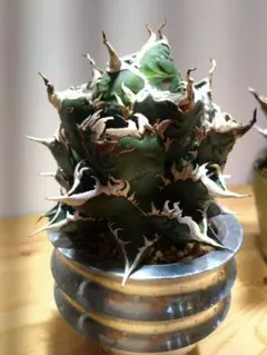 アガベ　海王親株　メルカリ便 アガベ チタノタ 海王 親株 - メルカリ