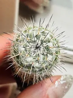 くるる様 リクエスト 4点 まとめ商品