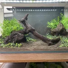 ADA 流木 3本（他の流木とまとめ買いの場合300円引き） 良質 一点物】ADA 流木 3本（他の流木とまとめ買いの場合300円引き