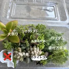 セダム 多肉植物セット　50g未満