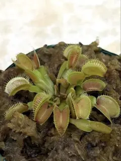 N*e様 ハエトリソウ ダブル ケルベロス CK 食虫植物 - メルカリ