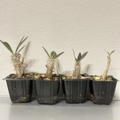 パキポディウムバロニー 実生4株セット - メルカリ