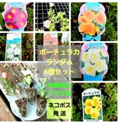 ポットごと発送】ピンク×3ポット 八重咲き ポーチュラカ - メルカリ