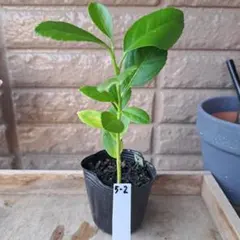 あられ H様 リクエスト 2点 まとめ商品