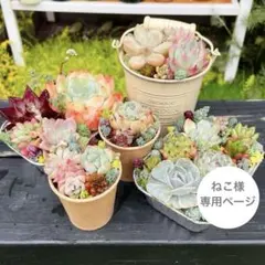 ねこ様専用ページ