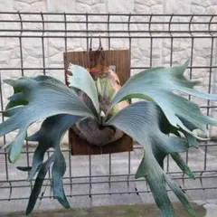 P.FSQ White kizumo 子株 ビカクシダ☆ホワイト ギズモ☆´White Gizmo´ FSQ☆OC☆子株