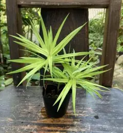 Beniko様 リクエスト 2点 まとめ商品