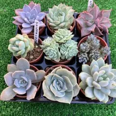 多肉植物♡ミニ苗セット　9個♡ 抜き苗
