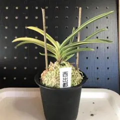 富貴蘭「紫式部白縞」2本立ち 楽天市場】富貴蘭 佐須丸縞 【現品】 さすまるしま 2本と芽 T711