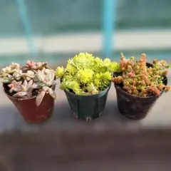 セダム2ポットと多肉寄せ植え1ポット