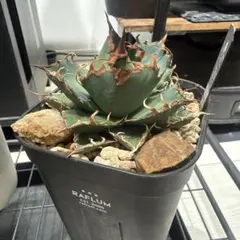 2026年最新】アガベ悪魔くんの人気アイテム - メルカリ