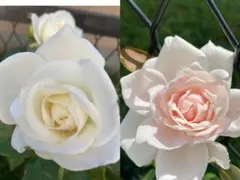 四季咲き中輪薔薇 挿し穂2本 - メルカリ