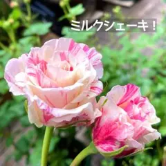 ❤︎まろろん様 リクエスト 2点 まとめ商品