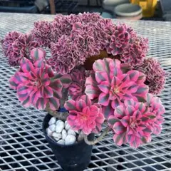 2026年最新】アエオニウム 綴化の人気アイテム - メルカリ