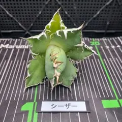 2025年最新】アガベ チタノタ シーザーの人気アイテム - メルカリ