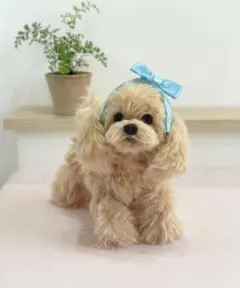 【お迎え待ち】手のひらサイズふわふわシーズー　※アクリルケース付き お迎え待ち】手のひらサイズのふわふわシーズーちゃん ※アクリルケース