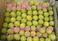 青森県産 トマティーヨ 1100g 令和6年産 - メルカリ