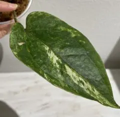 2026年最新】アンスリウム斑入りの人気アイテム - メルカリ