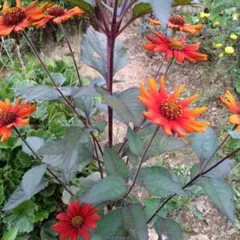 konoko様 リクエスト 3点 まとめ商品