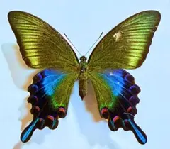 ⭐️蝶標本 美麗ミヤマカラスアゲハ春型♂ 北海道産 野外採集品 - メルカリ