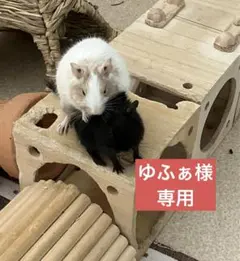 Item thumbnail for item 464263db-535b-4599-b645-551b5cc2d2ec