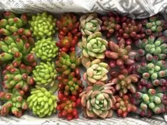 多肉植物　カット苗　詰め合わせ ☆ つぶつぶセット