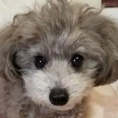 犬服♪手編み♪Sana様専用です♪