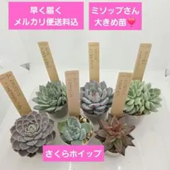 2025年最新】コロラータルーフの人気アイテム - メルカリ