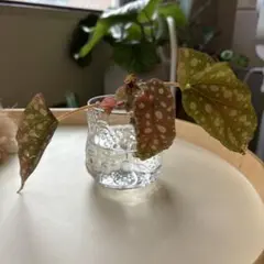 MSM✴︎お値引き可★詳細プロフへ様 リクエスト 2点 まとめ商品