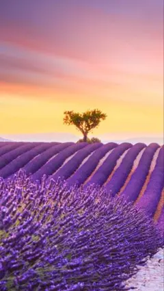 にゃん様 リクエスト 2点 まとめ商品