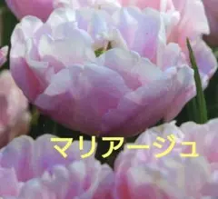 み　プロフィールご一読ください。様 リクエスト 2点 まとめ商品