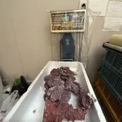 人工ライブロック　SHR18 アク抜き済み安心塗料使用 人工ライブロック アク抜き剤 | 小型海水水槽・人工ライブロック