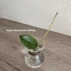 ③ hoya thomsonii whitey ホヤ トムソニー ホワイトのサムネイル