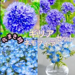 【秋まき】青系の春咲き花のタネ2種セット★ギリア & ネモフィラ
