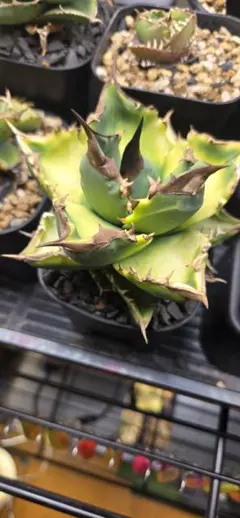 2026年最新】ホワイトファイヤー アガベの人気アイテム - メルカリ