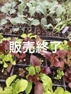 ブロッコリーよくばり　苗　3株 レタスミックス　苗　8株　① ブロッコリーよくばり 苗 3株 レタスミックス 苗 8株 ② - メルカリ