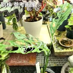 ‼️モンステラ✨️モンステラ オブリクア ペルー✨️自家増殖・本物・苗✨️のサムネイル