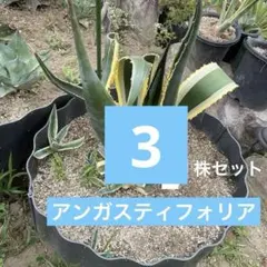 2026年最新】サルミアナ アンガスティフォリアの人気アイテム - メルカリ