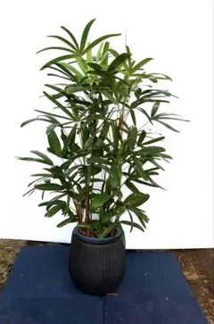 観葉植物 カンノンチク 観音竹 鉢植え　天山系　100cm 8号鉢 観葉植物 カンノンチク 観音竹 鉢植え 天山系 100cm 8号鉢 - メルカリ