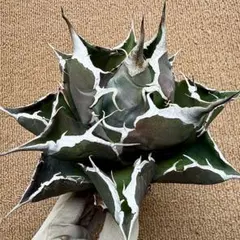 Lj_plants】R410アガベ チタノタ 白鯨 極上強棘 - メルカリ