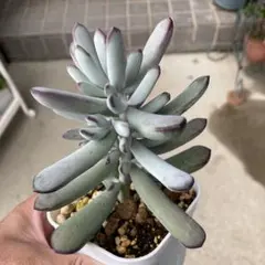 多肉植物 碧魚連 抜き苗 - メルカリ