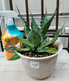 2026年最新】アガベ コロラータ レオの人気アイテム - メルカリ