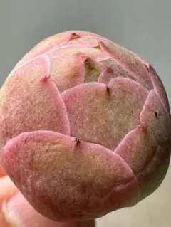 新入荷　グリーノビア　パルマローズ　アエオニウム　多肉植物　I苗のサムネイル