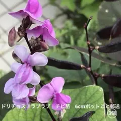 ドリチョス　ラブラブ　チビ苗　6cmポットごと郵送 ドリチョス ラブラブ チビ苗 6cmポットごと郵送 3個 - メルカリ