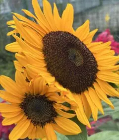 ☆ひまわり（黄色）の種50粒➕ひまわりミニの種5粒☆