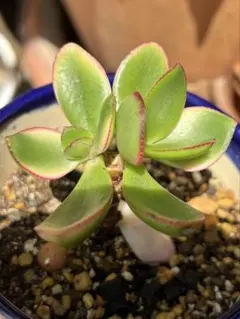 2026年最新】金のなる木 花月錦の人気アイテム - メルカリ