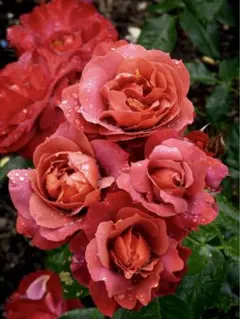 バラ苗 四季咲き　育てやすい挿し木苗 大苗　海外種　入手困難 komatsugarden-store_17-std26-koma