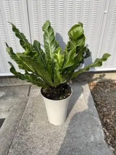 2026年最新】アスプレニウム コブラの人気アイテム - メルカリ