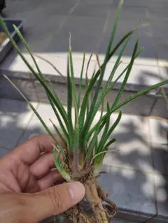 ☆専用☆ 多肉植物 カランコエ もふもふ兎シリーズ♡ リクエストの