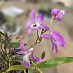 コヤギ様 リクエスト 2点 まとめ商品